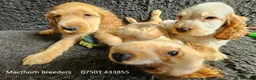 Cocker Spaniel dogs for sale: Pure Bred Show Cockers - KC Reg, Health Checked - Advert 9