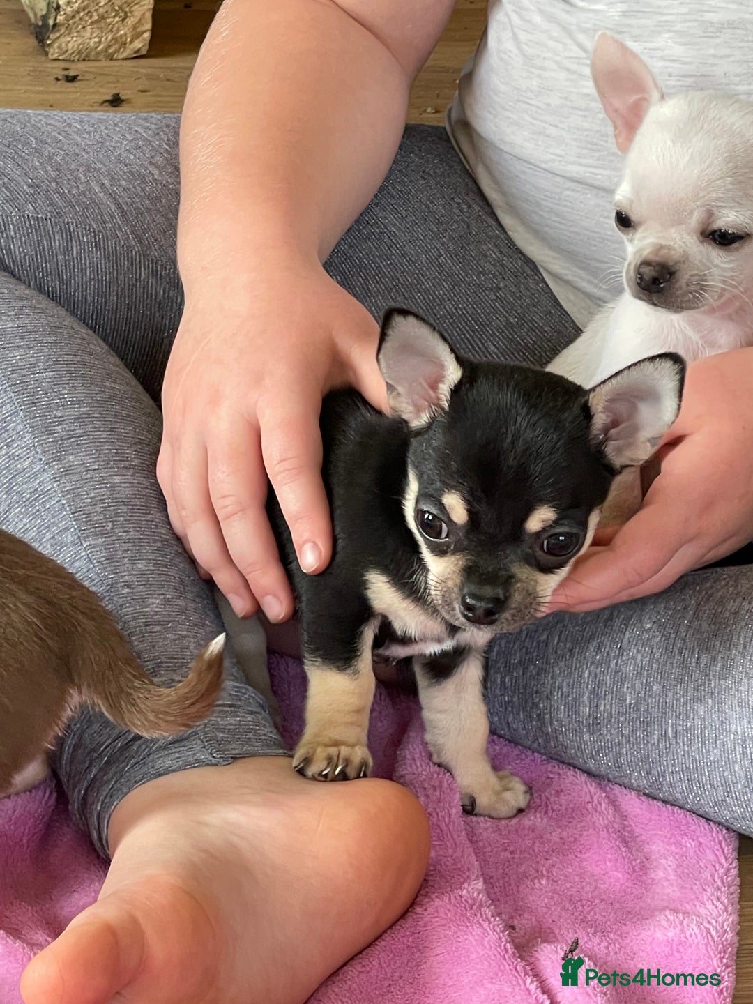 Chihuahua dogs for sale: KC Chihuahuas 🇬🇧 bloodline 5 🌟 - Image 3