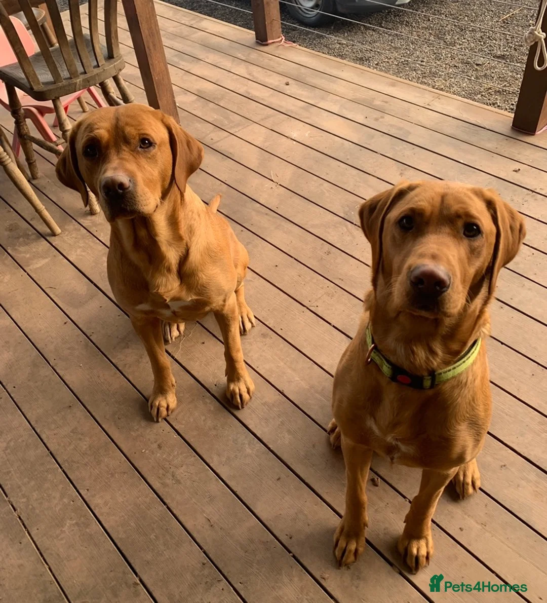 Labrador Retriever dogs for sale: KC registered Fox Red Labrador puppies - Advert 2