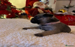 Pug dogs for sale: Pug puppies - Advert 26