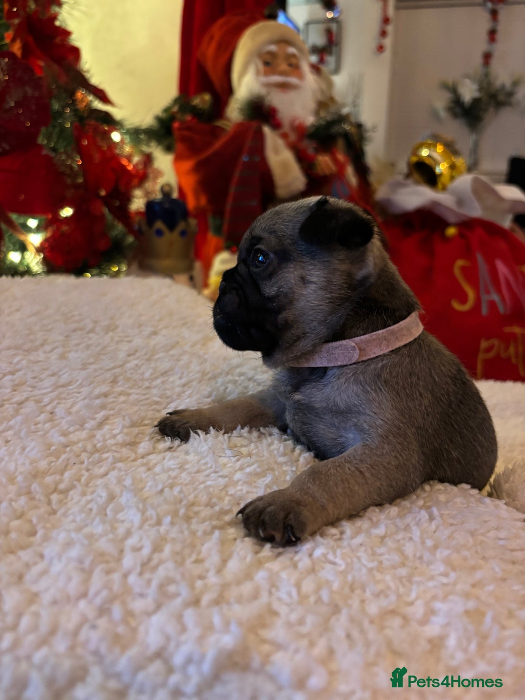 Pug dogs for sale: Pug puppies - Advert 26