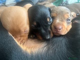 Dachshund dogs 🐾 Beautiful Dachshund Puppies Available 🐾 - Advert 3