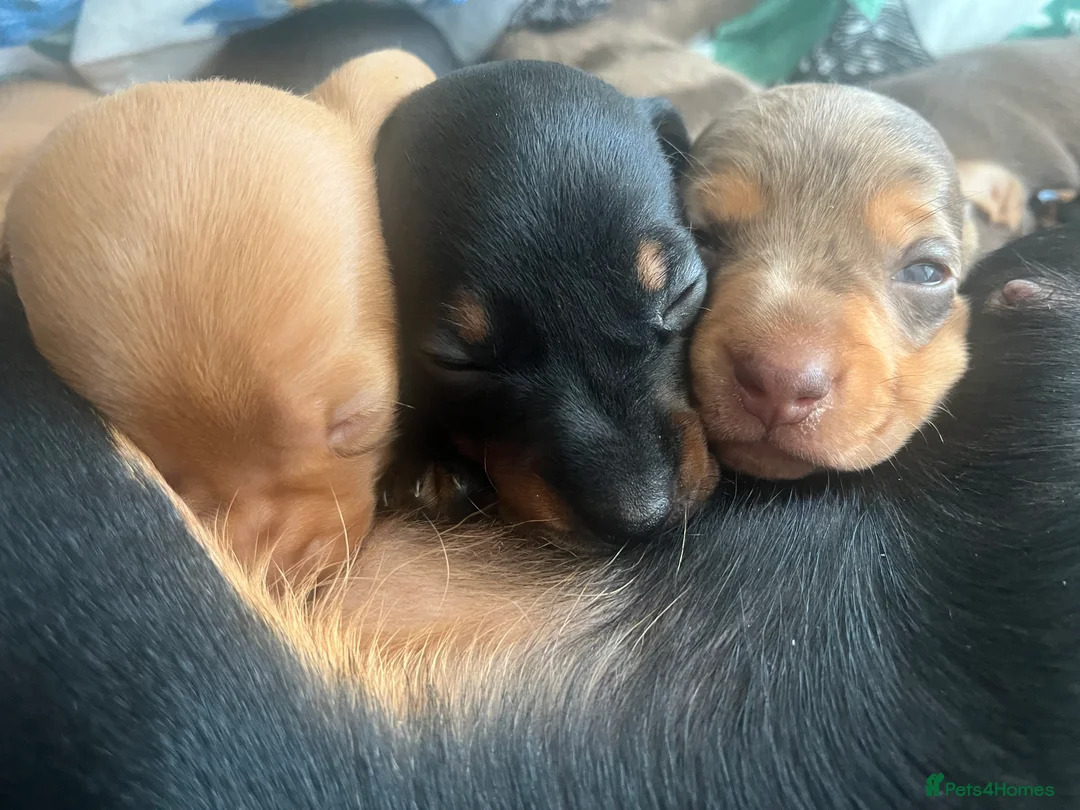 Dachshund dogs for sale: 🐾 Beautiful Dachshund Puppies Available 🐾 - Advert 1
