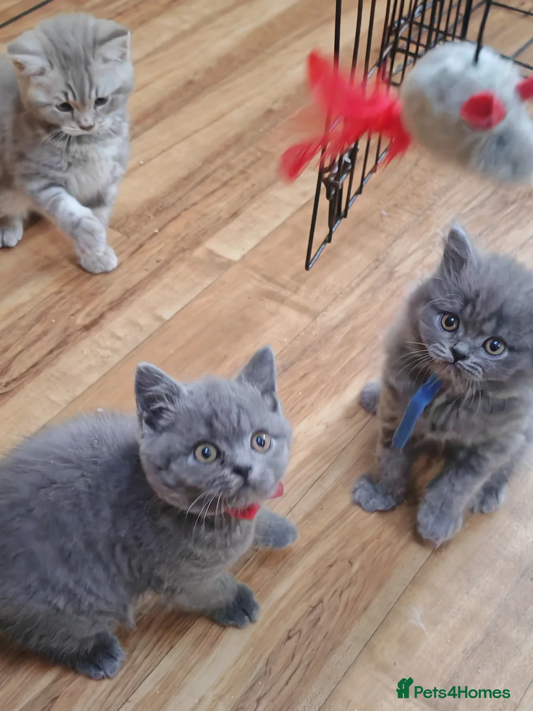 British Shorthair cats for sale: British Shorthair kittens - Advert 2