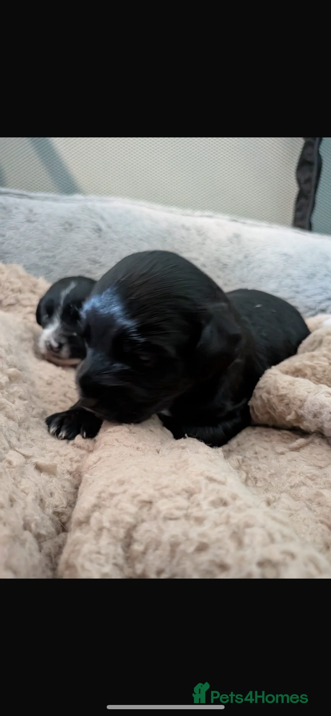 Mixed Breed dogs for sale: Jackapoo puppies for sale - Advert 9