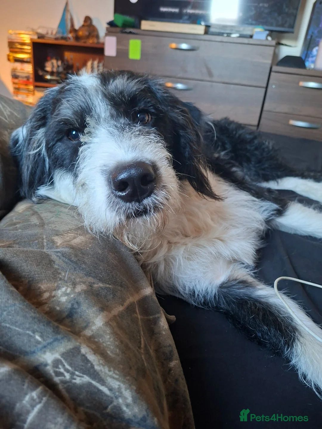 Mixed Breed dogs for stud: Male for Stud in Stockton-on-Tees - Advert 1