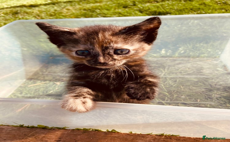 Mixed Breed cats - Advert 15