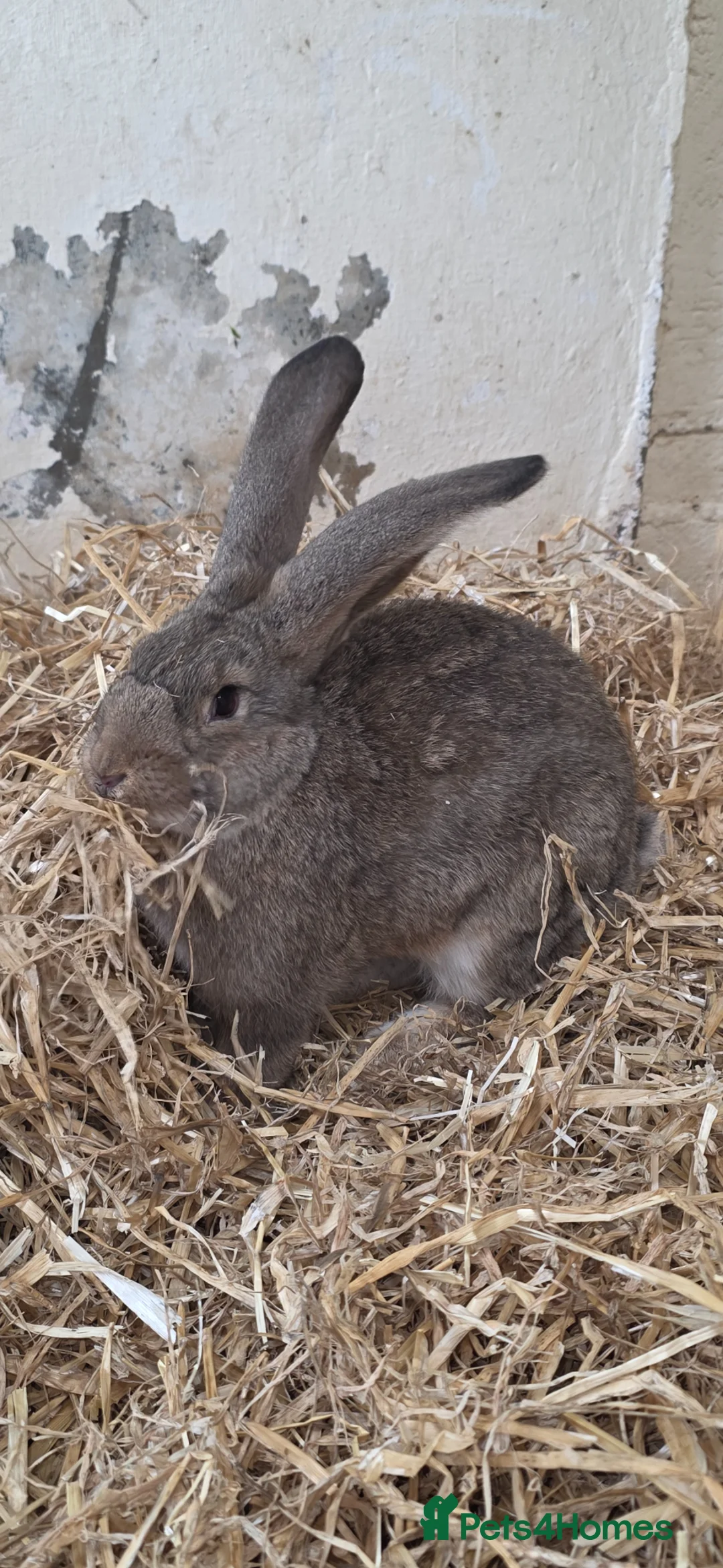 Continental Giant rabbits for sale: Continental Giants  - Advert 2