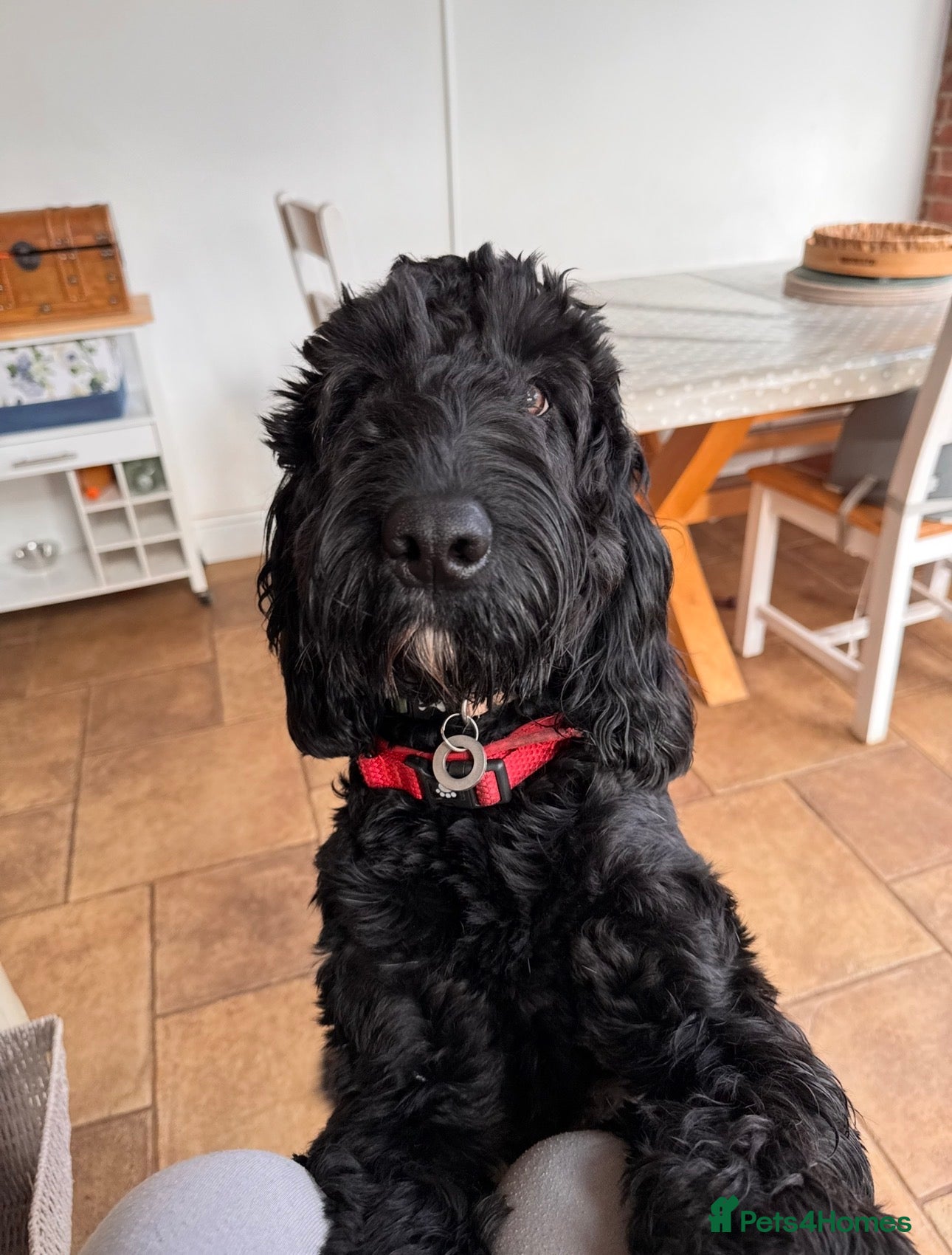 Mixed Breed dogs Mario, 2 year old Cockerdoodle  - Advert 1