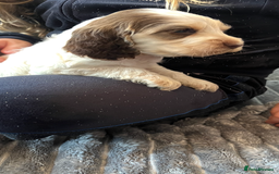 Cocker Spaniel dogs for sale: True show cocker spaniel pups  - Image 24