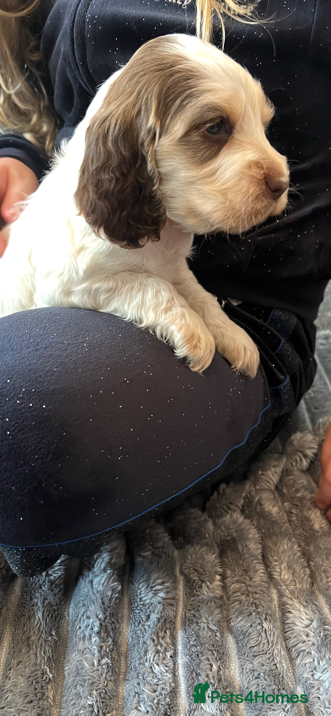 Cocker Spaniel dogs for sale: True show cocker spaniel pups  - Image 24