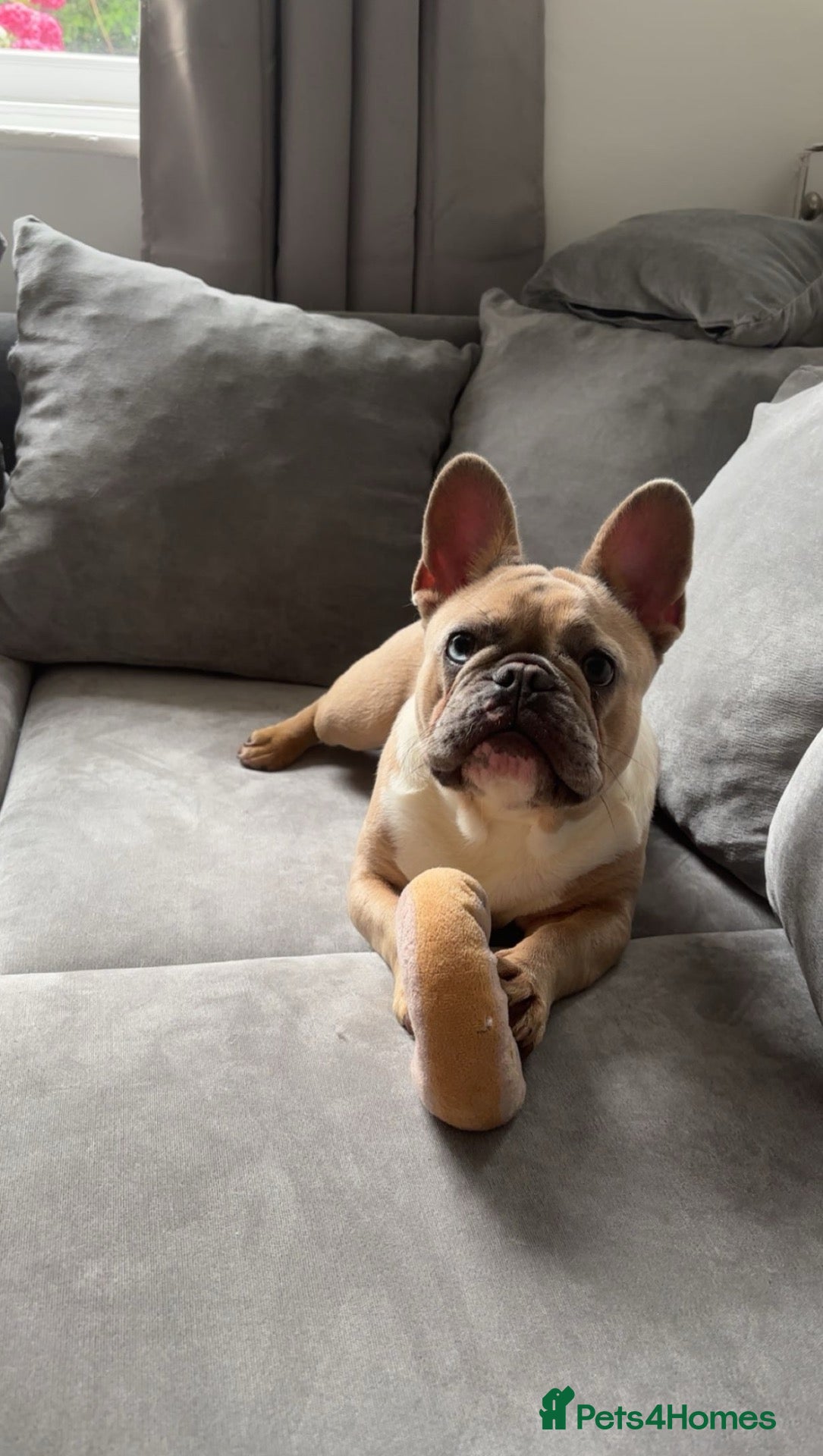 French Bulldog dogs French bulldog - Advert 2
