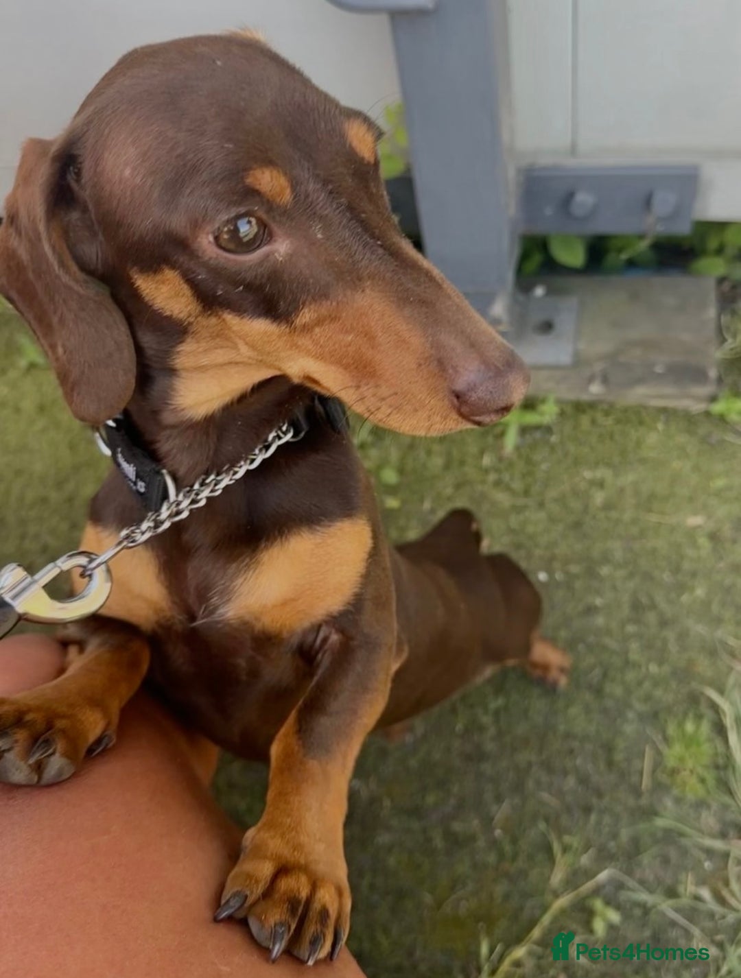 Dachshund dogs for sale: Dachshund puppies  - Image 9
