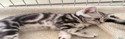 British Shorthair cats for sale: Outstanding GCCF Champion BSH Silver Tabby Kittens - Advert 27
