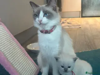 Ragdoll cats 5 beautiful ragdoll kittens for loving homes - Advert 1