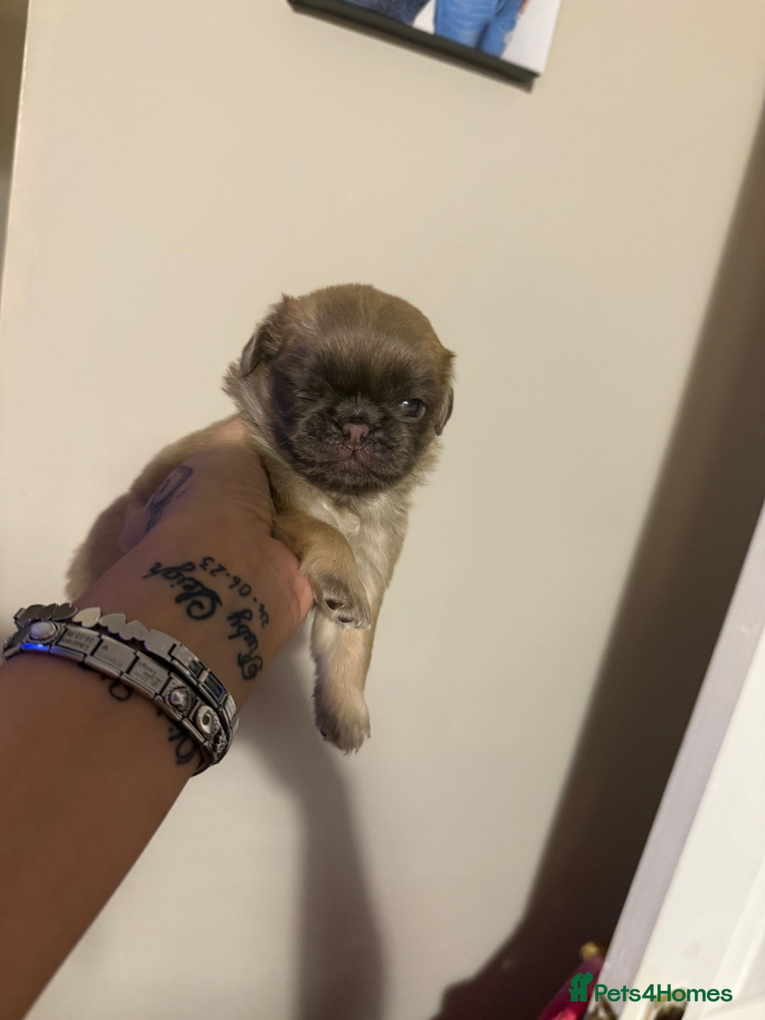 Pug dogs for sale: fluffy pug puppies  - Advert 15