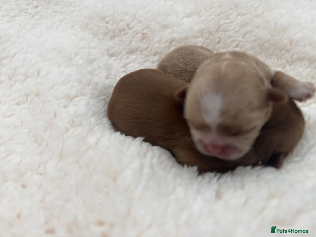 Shih Tzu dogs for sale: KC Imperial Shih Tzu’s  - Advert 2