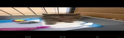 Persian cats for sale: Persian X Britished short haired - Advert 2