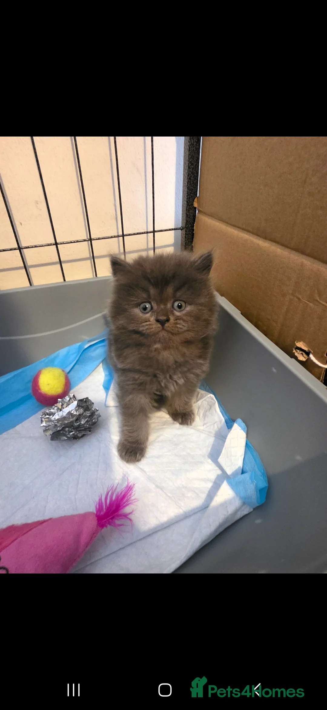 Persian cats for sale: Persian X Britished short haired - Advert 2