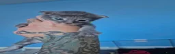 Maine Coon cats for sale: Gorgeous Maine Coon Kittens  - Advert 3