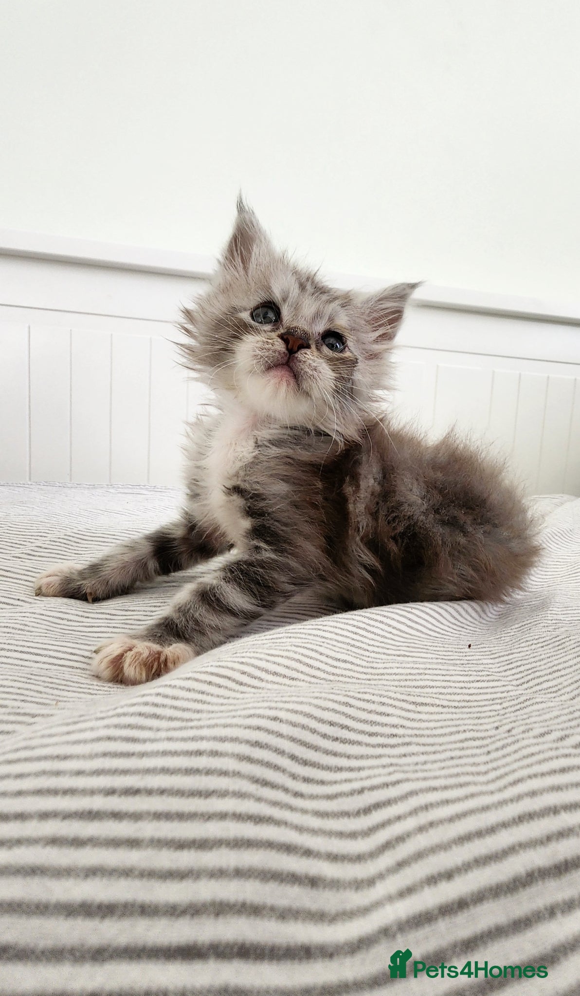 Maine Coon cats 💫💫Beautiful Maine Coon Kittens💫💫 - Advert 1