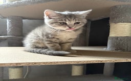 Scottish Fold cats for sale: Scottish fold kittens ready to find new homes - Image 34