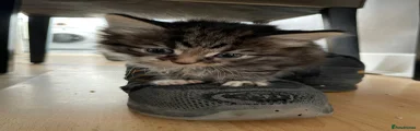 Mixed Breed Kitten 4