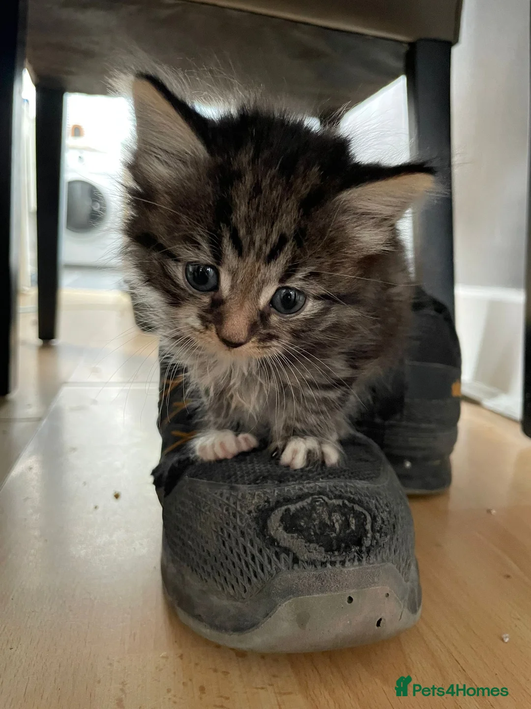Mixed Breed cats for sale: 5 adorable fur balls   in Manchester - Advert 2