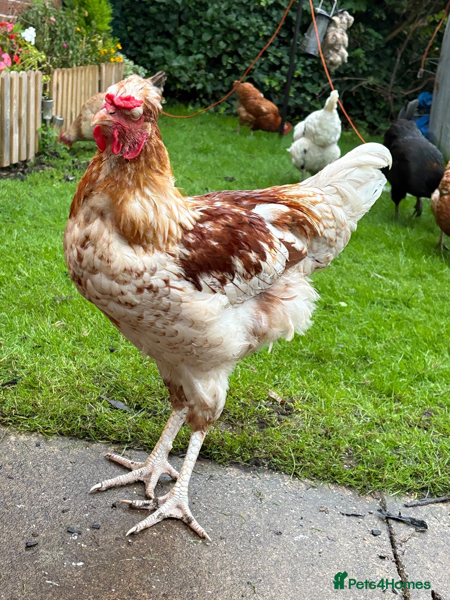 Chickens poultry for sale: friendly young cockerel  - Advert 3