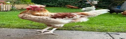 Chickens poultry for sale: friendly young cockerel  - Advert 1