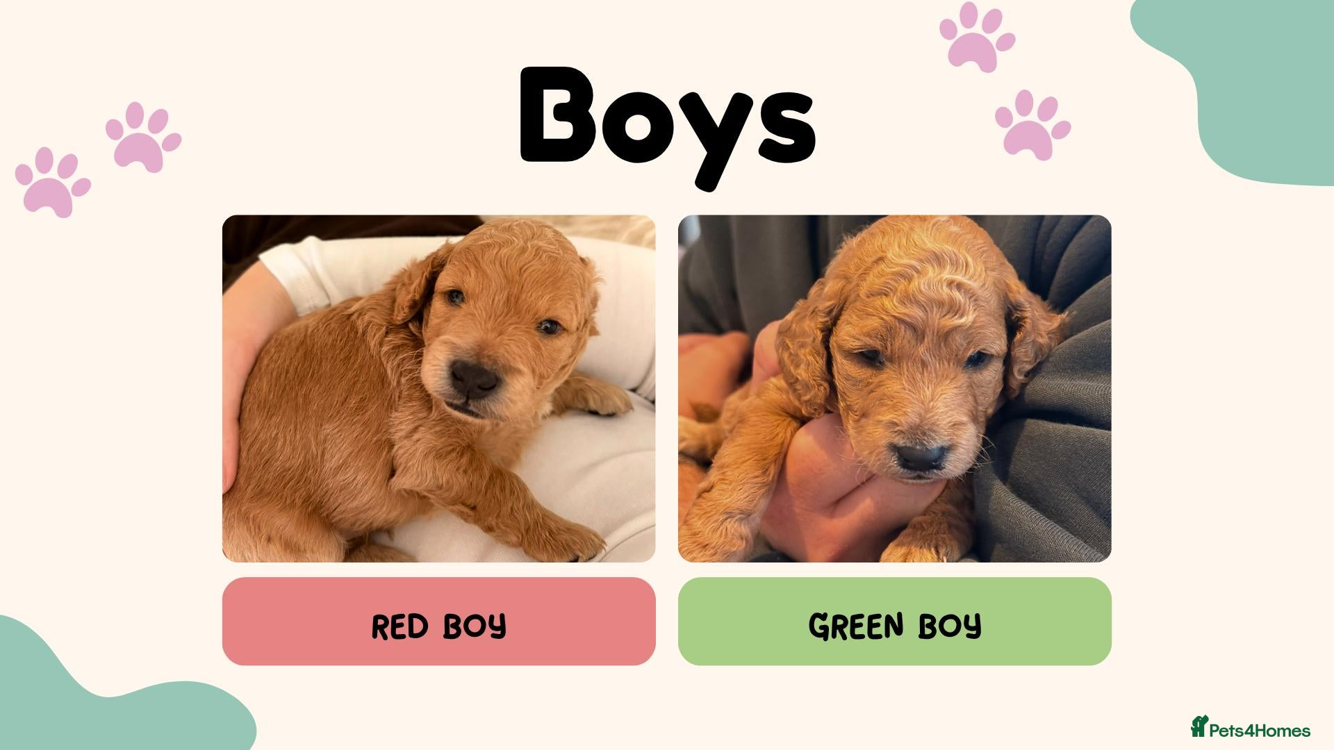 Cockapoo dogs Fox Red F2 Cockapoo Puppies - Advert 2
