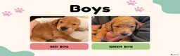 Cockapoo dogs for sale: Fox Red F2 Cockapoo Puppies - Advert 2