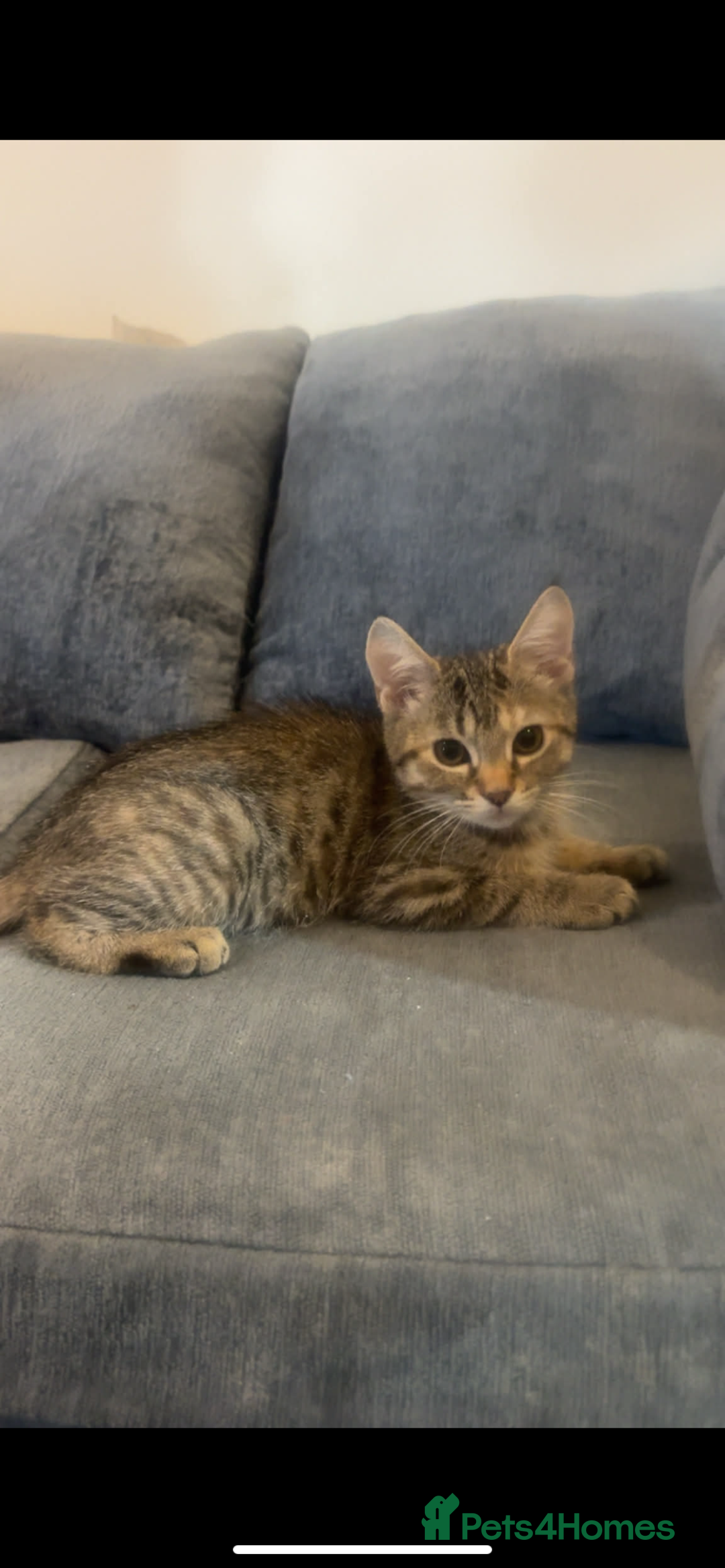 Mixed Breed cats for sale: 13-14 week old kittens - Advert 3