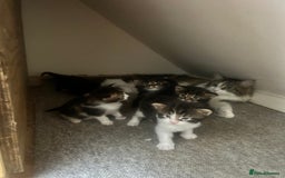 Maine Coon cats for sale: Pure bred Maine coon kittens. 4 males  - Image 11