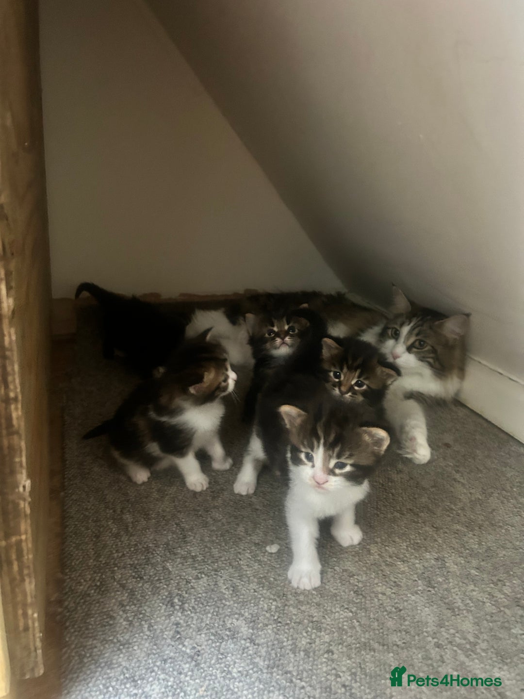 Maine Coon cats for sale: Pure bred Maine coon kittens. 4 males  - Image 11