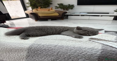 British Shorthair cats - Advert 3