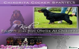 Cocker Spaniel dogs for sale: Fully Health tested show line cocker puppies  - Image 15