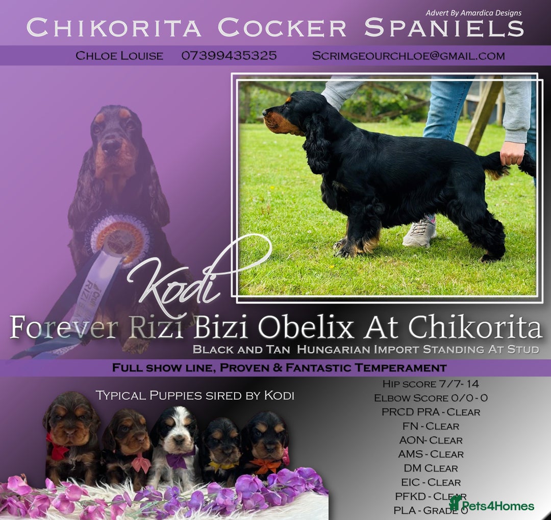 Cocker Spaniel dogs for sale: Fully Health tested show line cocker puppies  - Image 15