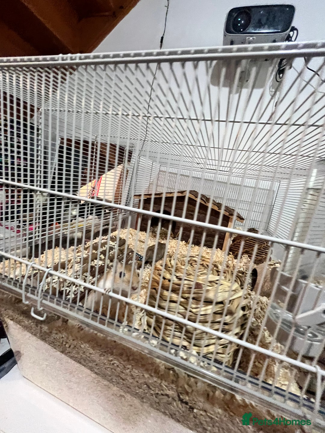 Gerbil rodents for sale: two male gerbils +cage+ supplies - Advert 7