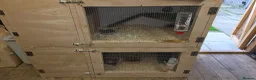 Ferret rodents for sale: Silver ferrets!  in Forfar - Advert 3