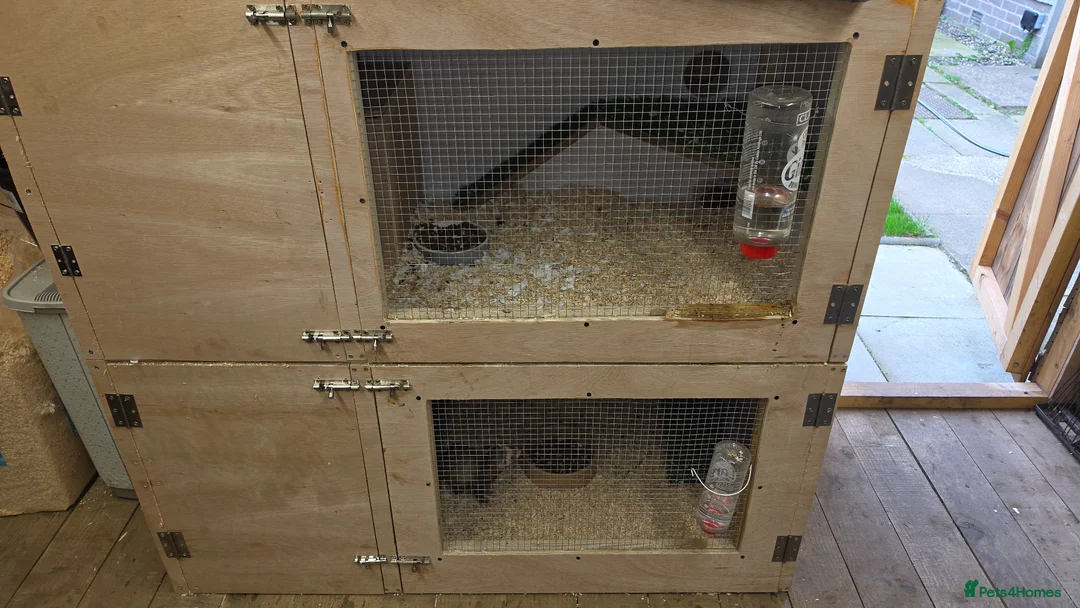 Ferret rodents for sale: Silver ferrets!  in Forfar - Advert 3