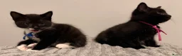 British Shorthair cats for sale: One male & one female kittens - Advert 16