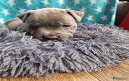 Staffordshire Bull Terrier dogs for sale: KC Reg Staffy Pups – Beautiful Chunky Puppys - Image 5
