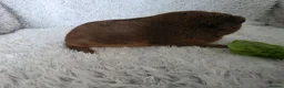 Guinea Pig rodents for sale: Boys rt1 19th july - Advert 6