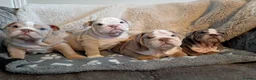 English Bulldog dogs for sale: KC Registered English Bulldogs  in Bristol - Advert 5