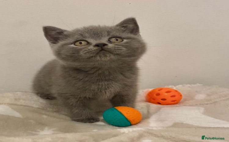 British Shorthair cats 🧸EXCEPTIONAL QUALITY PURE BREED BSH TEDDY BEARS🧸 - Advert 2