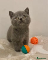 British Shorthair cats 🧸EXCEPTIONAL QUALITY PURE BREED BSH TEDDY BEARS🧸 - Advert 4