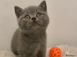 British Shorthair cats 🧸EXCEPTIONAL QUALITY PURE BREED BSH TEDDY BEARS🧸 - Advert 4