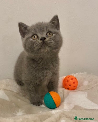 British Shorthair cats 🧸EXCEPTIONAL QUALITY PURE BREED BSH TEDDY BEARS🧸 - Advert 2