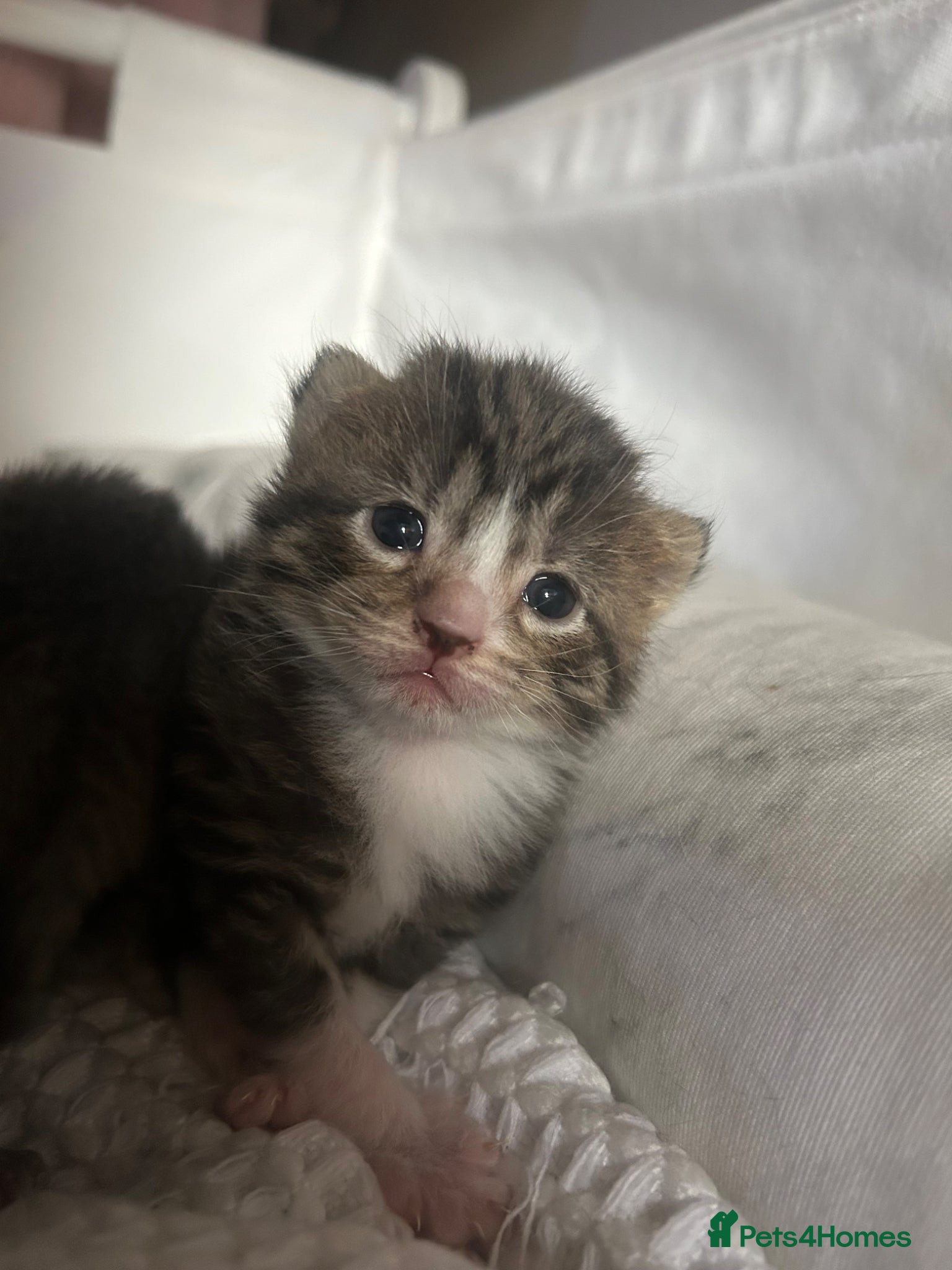 Mixed Breed cats for sale: 4 bengal X kittens in Brixham - Advert 10